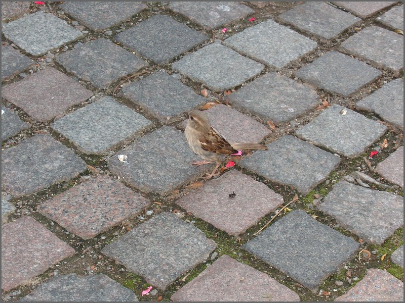 Hpim0584.jpg