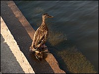 Hpim0619.jpg
