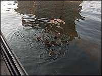 Hpim0628.jpg