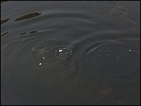 Hpim0631.jpg