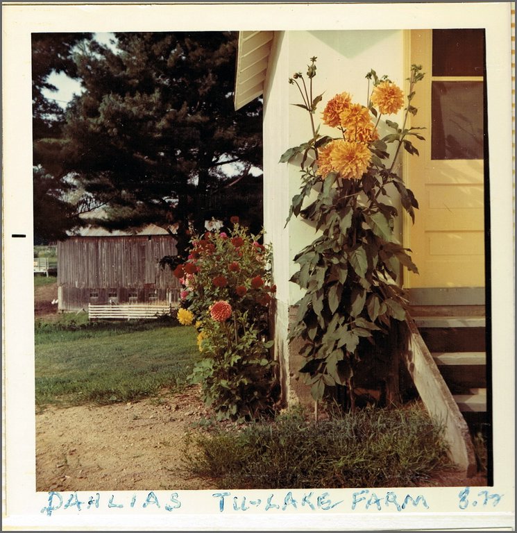 1972-08 Dahlias Tu-Lake Farm.jpg
