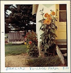 1972-08 Dahlias Tu-Lake Farm.jpg