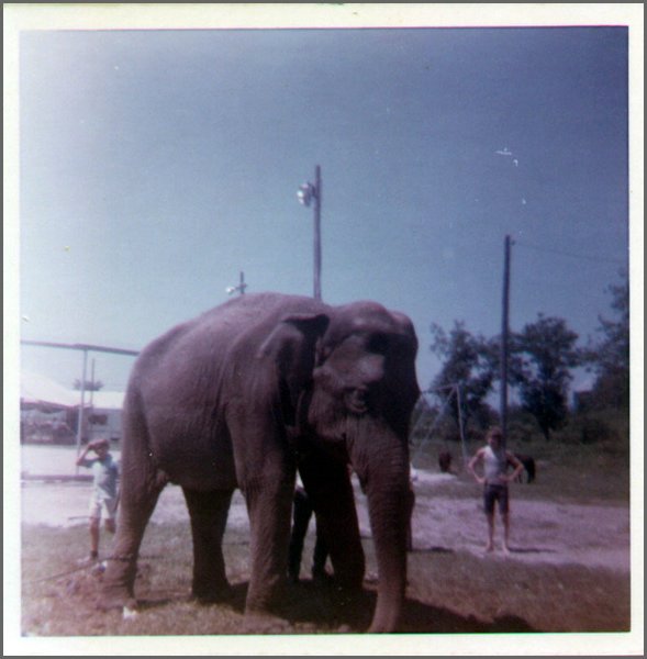 First Elephant in Powassan.jpg