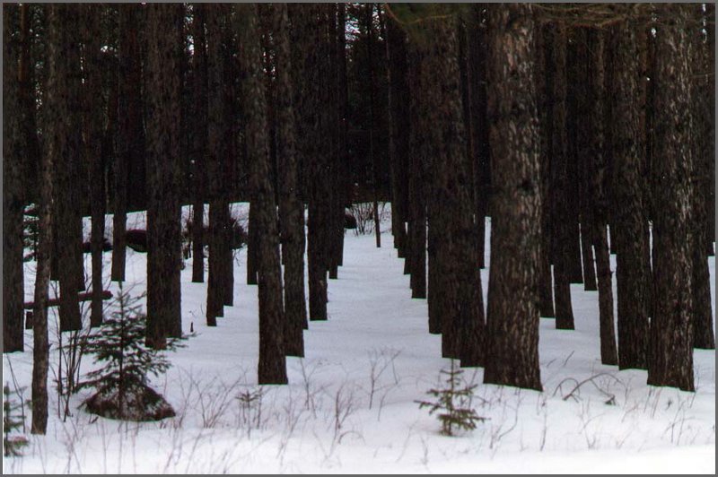 Powassan Jan 88 - The Pines.jpg