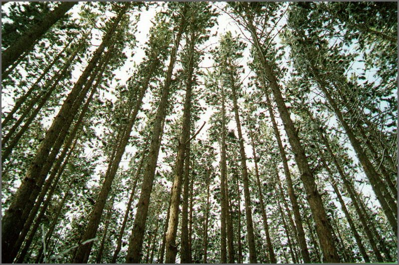 The_Pines.jpg
