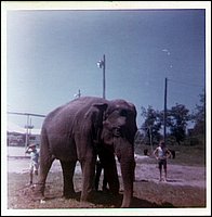First Elephant in Powassan.jpg