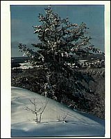 My`tree.jpg