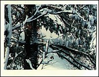 My`tree2.jpg
