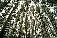 The_Pines.jpg