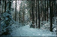 The_Pines_Christmas_2001.jpg