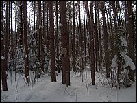 Feb 2006 - Powassan 07.JPG