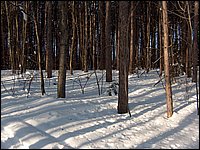 Feb 2006 - Powassan 52.JPG