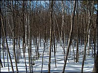 Feb 5 2005 z.jpg