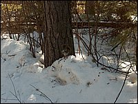 Feb 5 2005i.jpg
