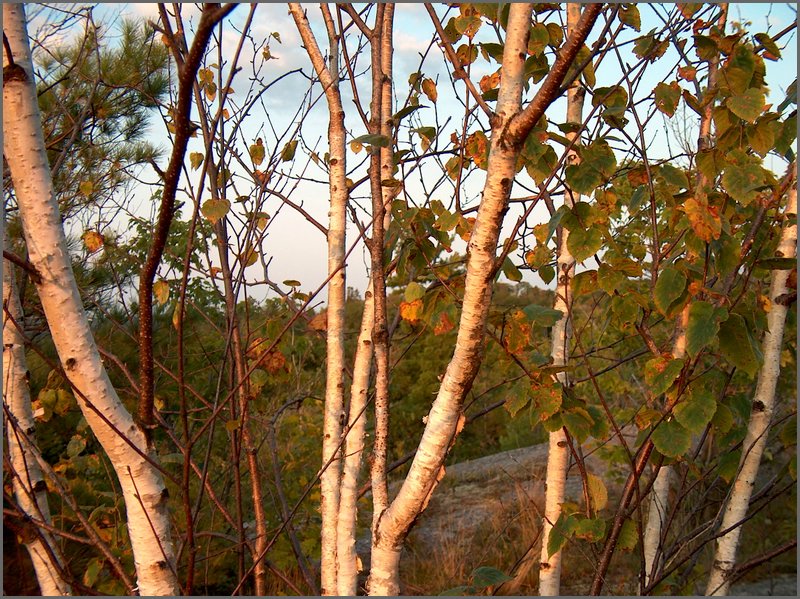 Birch Trees On Mountain.jpg