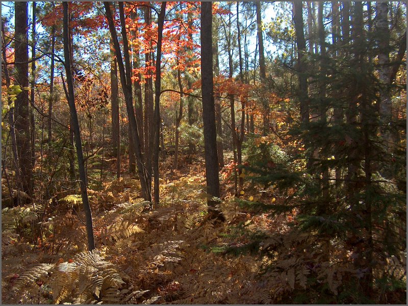 Fall 2004p.jpg
