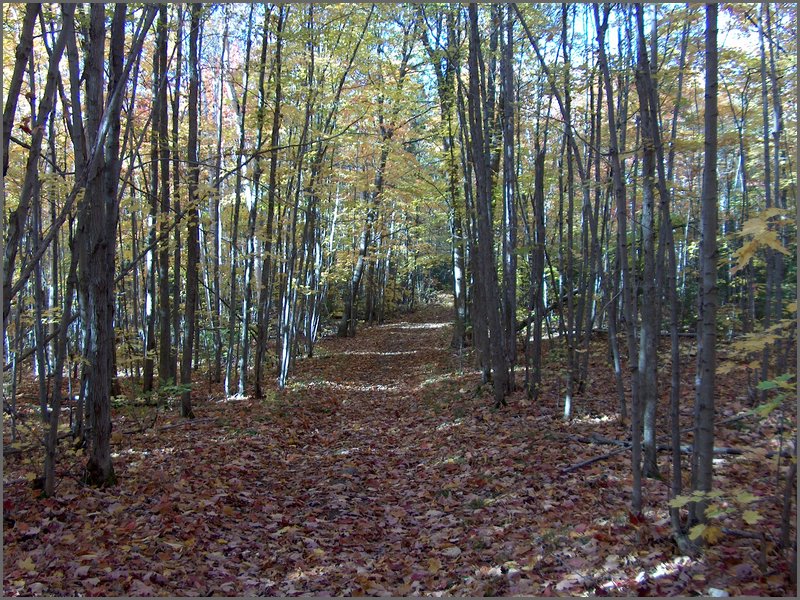Fall 2004t.jpg