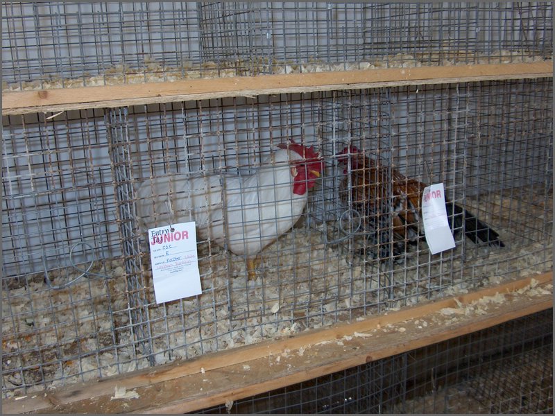 Fall Fair 2004 18.jpg