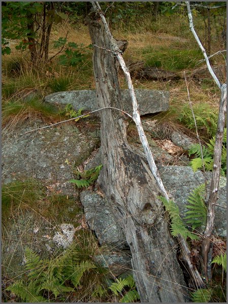 Fallen Tree.jpg