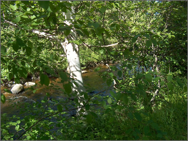 Genesee Creek  7.jpg