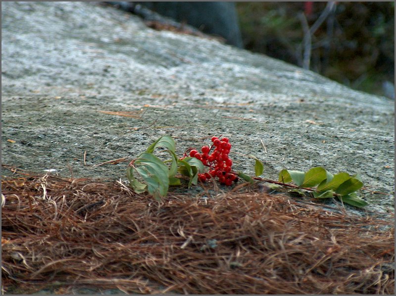 Mountain Ash.jpg