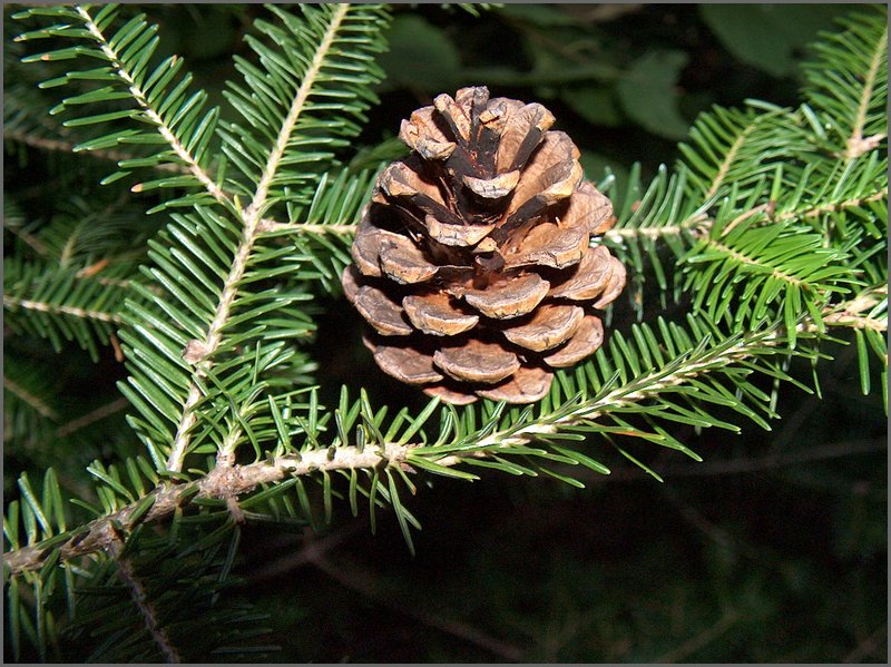 Pine Cone.jpg