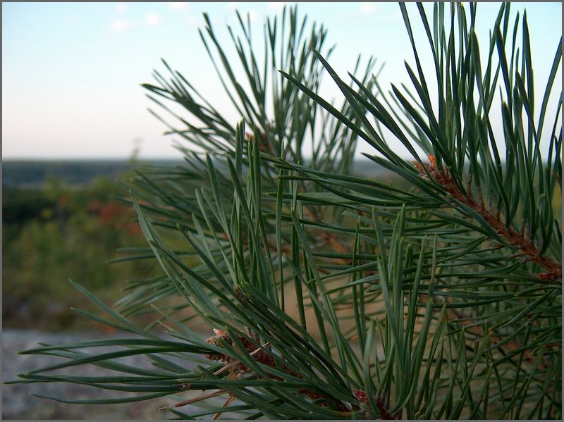 Pine Needles.jpg