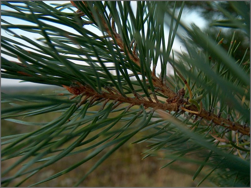 Pine Needles1.jpg