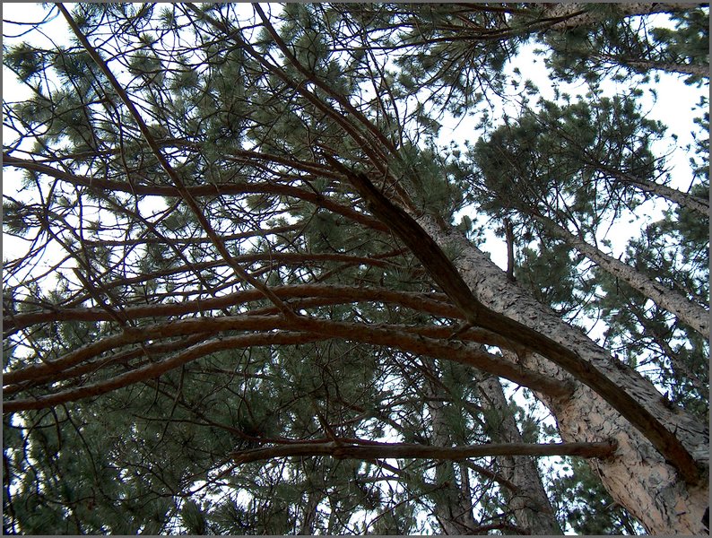 Pine Tree.jpg