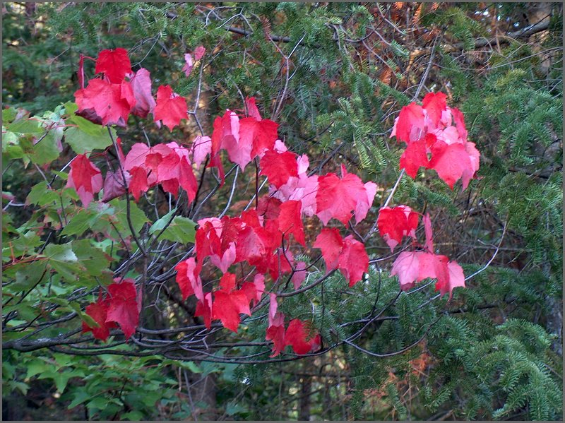 Red Leaves On Mountain.jpg