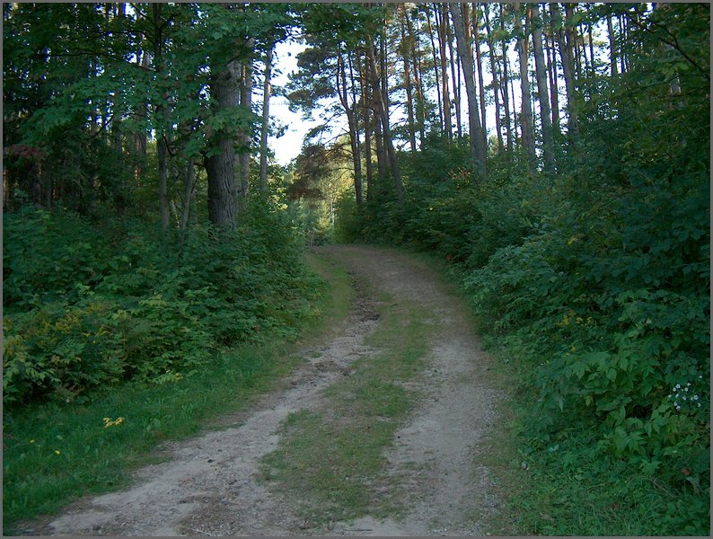 Road Through The Pines.jpg