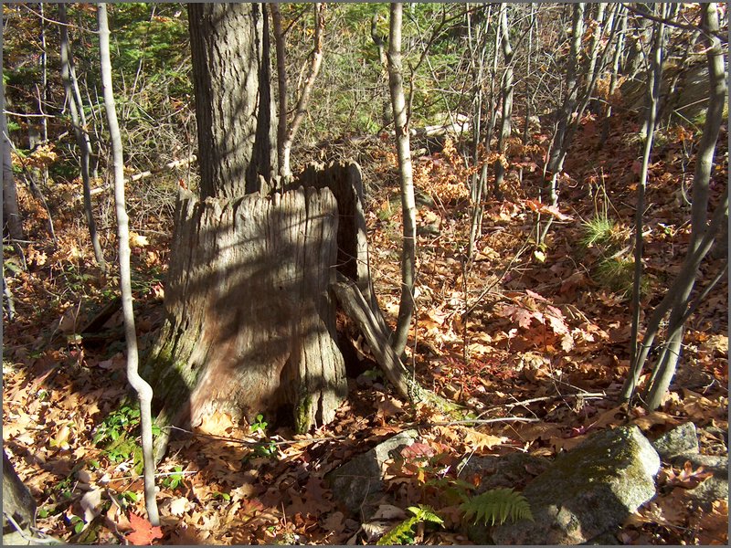 Stump 1.jpg
