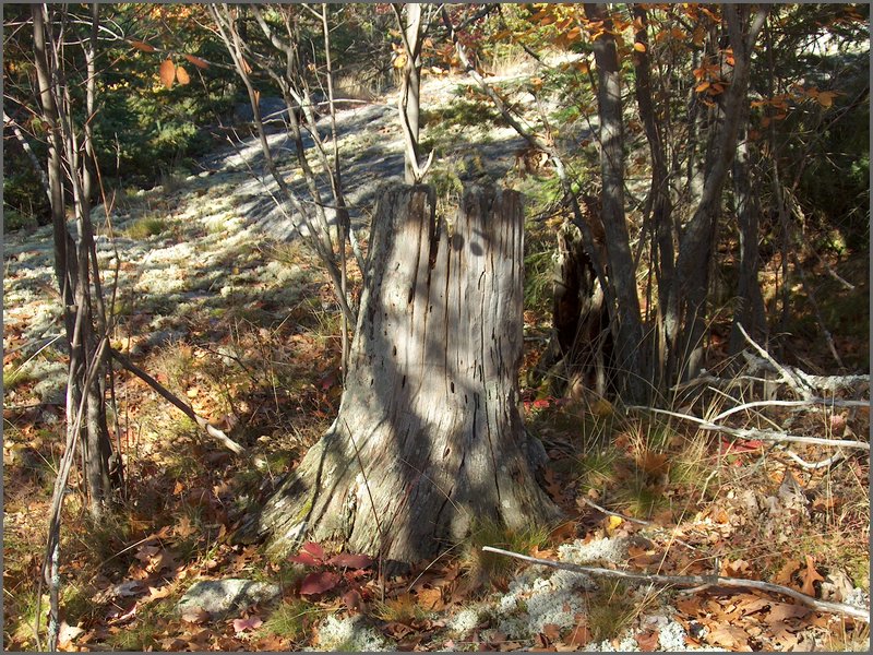 Stump 2.jpg
