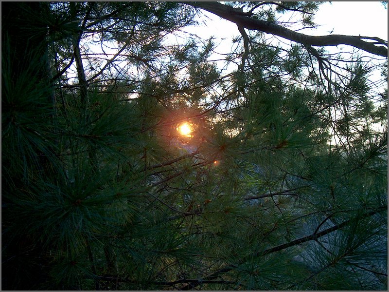 Sunset Thru Pine Tree On Mountain.jpg