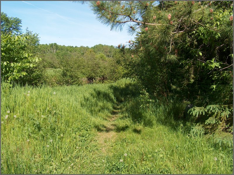 Trail By Creek.jpg