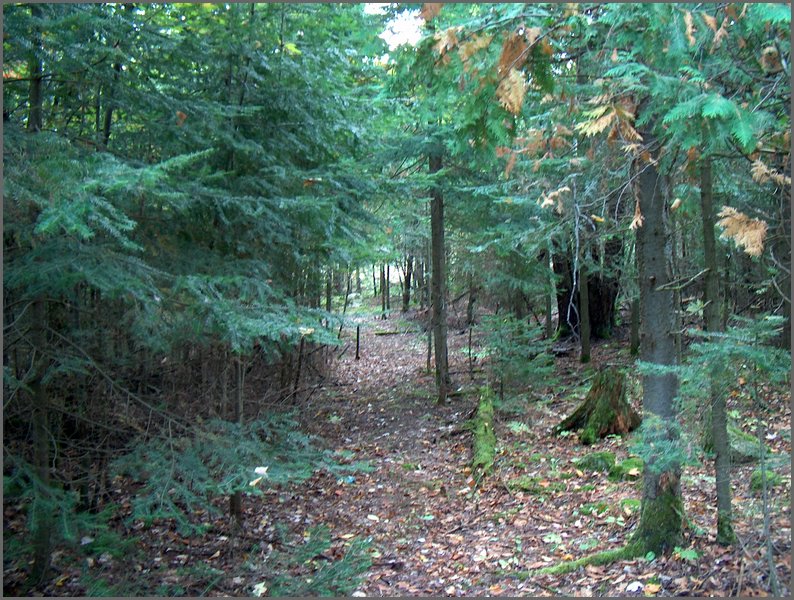 Trail To Foundation.jpg