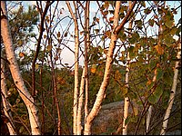 Birch Trees On Mountain.jpg