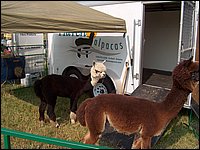 Fall Fair 2004 06.jpg