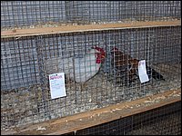 Fall Fair 2004 18.jpg