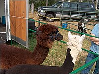 Fall Fair 2004 30.jpg