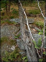 Fallen Tree.jpg