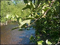 Genesee Creek 19.jpg