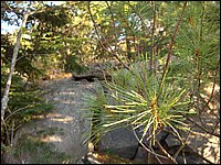 Little Pine On mountain.jpg