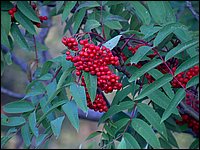 Mountain Ash Berries.jpg