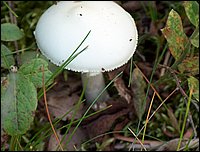 Mushroom on Mountain.jpg