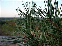 Pine Needles.jpg