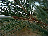 Pine Needles1.jpg