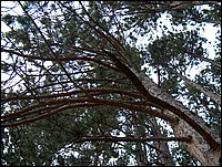 Pine Tree.jpg