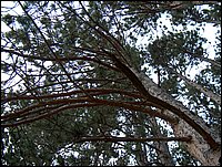 Pine Tree.jpg