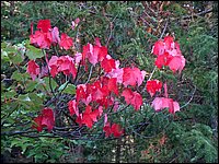 Red Leaves On Mountain.jpg